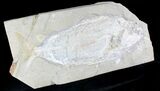 Rare Fossil Fish (Hakelia) From Lebanon - Cyber Monday Deal! #23998-3